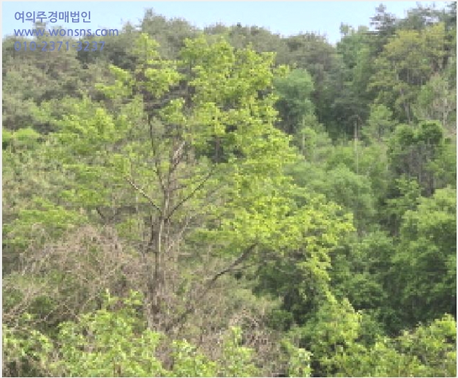 ÅäÁö(Àü) »çÁø1 | ¿µ¾ç±º û±â¸é Åä°î¸® | 2025Ÿ°æ10228 | ÅäÁö(Àü)°æ¸Å
