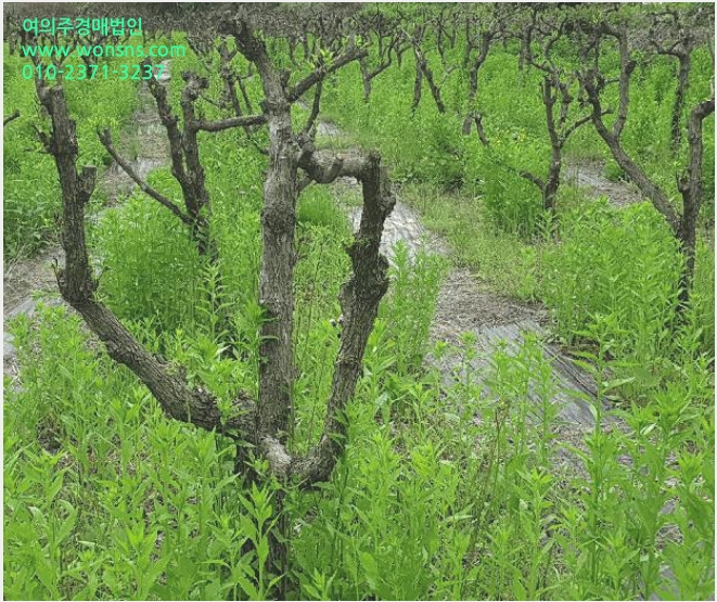 ÅäÁö(Àü) »çÁø1 | ¿©Áֽà ´ë½Å¸é Çϸ²¸® | 2024Ÿ°æ2949 | ÅäÁö(Àü)°æ¸Å