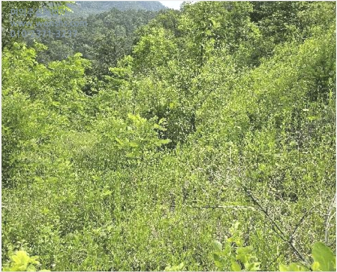 ÅäÁö(ÀÓ¾ß) »çÁø1 | ±Ý»ê±º Á¦¿ø¸é õ³»¸® | 2025Ÿ°æ3549 | ÅäÁö(ÀÓ¾ß)°æ¸Å