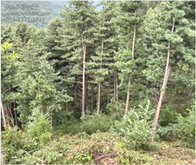 ÅäÁö(ÀÓ¾ß) »çÁø1 | ¾çÆò±º ¼Á¾¸é ¹®È£¸® | 2023Ÿ°æ34628 | ÅäÁö(ÀÓ¾ß)°æ¸Å