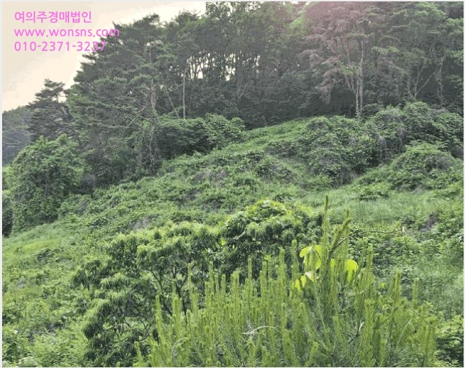 ÅäÁö(ÀÓ¾ß) »çÁø1 | ¹Ð¾ç½Ã »ï¶ûÁøÀ¾ Çà°î¸® | 2025Ÿ°æ10339 | ÅäÁö(ÀÓ¾ß)°æ¸Å