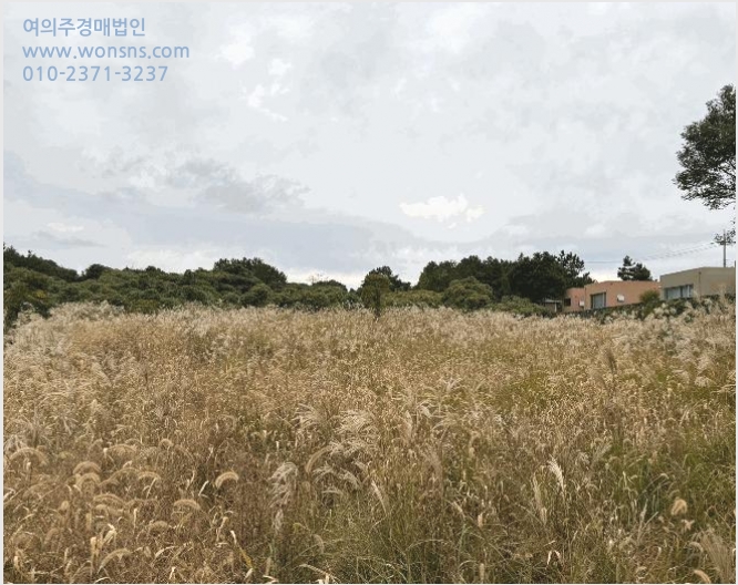 ÅäÁö(ÀÓ¾ß) »çÁø1 | Á¦Áֽà ±¸ÁÂÀ¾ ¼Û´ç¸® | 2025Ÿ°æ1806 | ÅäÁö(ÀÓ¾ß)°æ¸Å