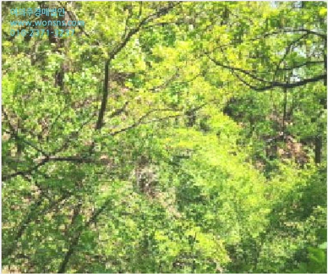 ÅäÁö(ÀÓ¾ß) »çÁø1 | ÆÄÁֽà ±Ý¸ªµ¿ »ê14-13 | 2025Ÿ°æ62971 | ÅäÁö(ÀÓ¾ß)°æ¸Å