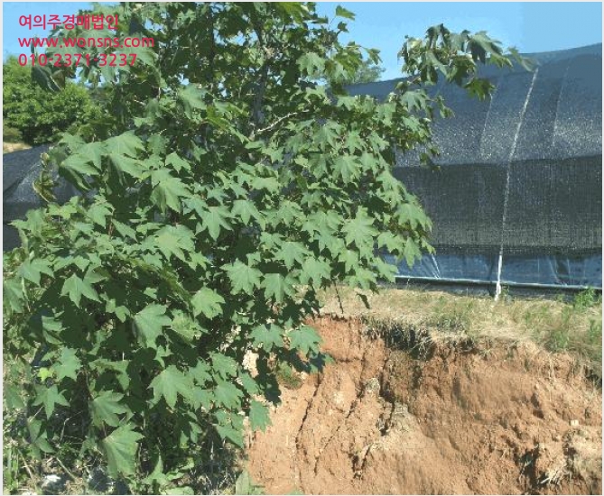 ÅäÁö(´ëÁö) »çÁø1 | ³í»ê½Ã ÀºÁø¸é ½Ã¹¦¸® | 2025Ÿ°æ20377 | ÅäÁö(´ëÁö)°æ¸Å