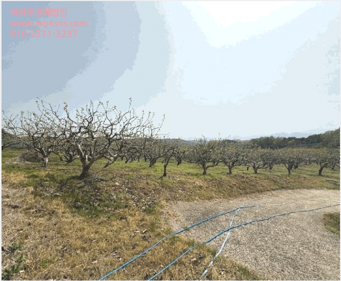 ÅäÁö(Àü) »çÁø1 | »çõ½Ã °ï¾ç¸é ¼ÛÀü¸® | 2025Ÿ°æ30734 | ÅäÁö(Àü)°æ¸Å