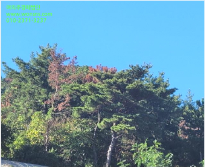 ÅäÁö(ÀÓ¾ß) »çÁø1 | ¿©¼ö½Ã Ⱦç¸é ³ªÁø¸® | 2025Ÿ°æ52166 | ÅäÁö(ÀÓ¾ß)°æ¸Å