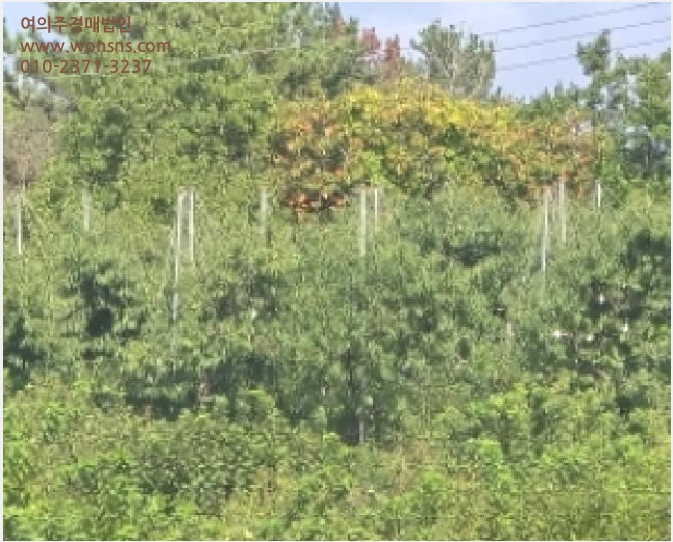 ÅäÁö(Àü) »çÁø1 | ¿µÃµ½Ã ÀÓ°í¸é ¾çÆò¸® | 2025Ÿ°æ9287 | ÅäÁö(Àü)°æ¸Å