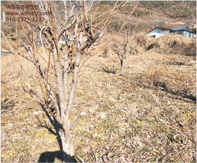 ÅäÁö(Àü) »çÁø1 | ¹Ð¾ç½Ã Ãʵ¿¸é ¼º¸¸¸® | 2024Ÿ°æ3270 | ÅäÁö(Àü)°æ¸Å