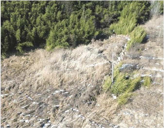 ÅäÁö(´ä) »çÁø1 | ´çÁø½Ã ¼Û»ê¸é À¯°î¸® | 2025Ÿ°æ445 | ÅäÁö(´ä)°æ¸Å