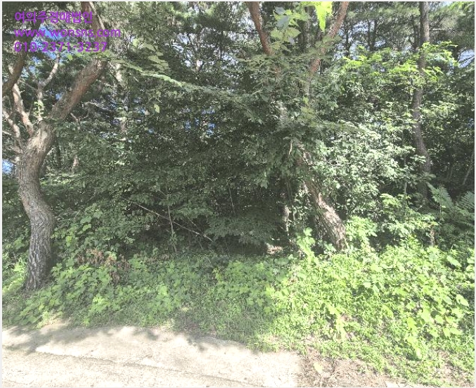 ÅäÁö(ÀÓ¾ß) »çÁø1 | Ä¥°î±º µ¿¸í¸é µæ¸í¸® | 2025Ÿ°æ1007 | ÅäÁö(ÀÓ¾ß)°æ¸Å