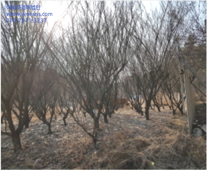 ÅäÁö(´ä) »çÁø1 | ±èÆ÷½Ã ´ë°ù¸é ¾à¾Ï¸® | 2019Ÿ°æ30049 | ÅäÁö(´ä)°æ¸Å