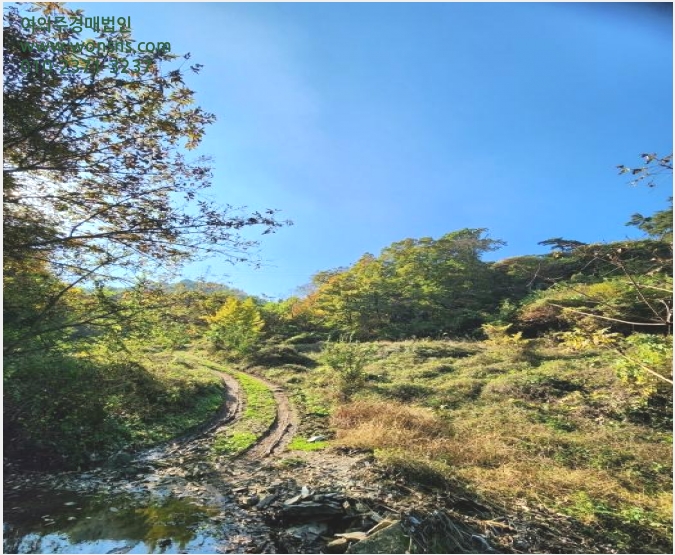 ÅäÁö(ÀÓ¾ß) »çÁø1 | ÃæÁֽà »ì¹Ì¸é ¼¼¼º¸® | 2024Ÿ°æ35155 | ÅäÁö(ÀÓ¾ß)°æ¸Å