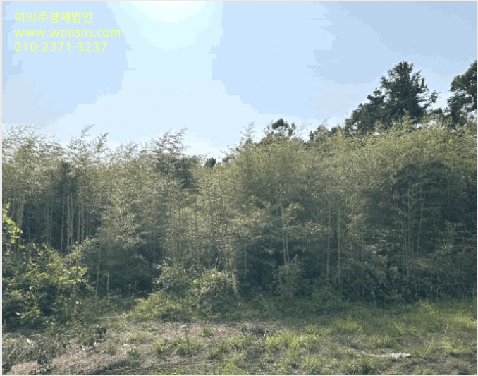 ÅäÁö(ÀÓ¾ß) »çÁø1 | ¼±ÍÆ÷½Ã Ç¥¼±¸é °¡½Ã¸® | 2025Ÿ°æ8119 | ÅäÁö(ÀÓ¾ß)°æ¸Å