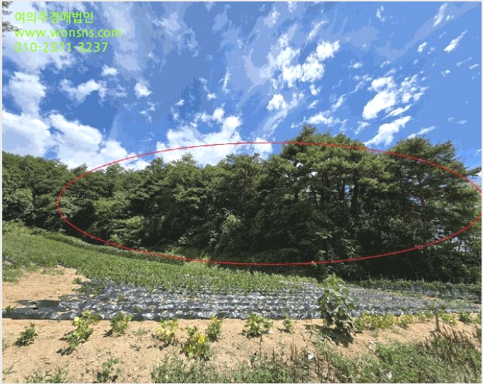 ÅäÁö(ÀÓ¾ß) »çÁø1 | °¸ª½Ã ¿¬°î¸é µ¿´ö¸® | 2025Ÿ°æ225 | ÅäÁö(ÀÓ¾ß)°æ¸Å