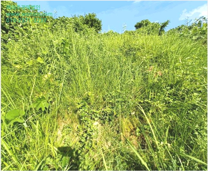 ÅäÁö(´ä) »çÁø1 | ÁøÁֽà ³»µ¿¸é µ¶»ê¸® | 2025Ÿ°æ828 | ÅäÁö(´ä)°æ¸Å