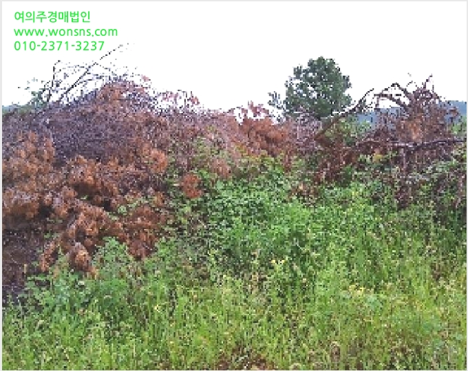 ÅäÁö(ÀÓ¾ß) »çÁø1 | ¿ÏÁÖ±º ¼Ò¾ç¸é Á×Àý¸® | 2025Ÿ°æ31484 | ÅäÁö(ÀÓ¾ß)°æ¸Å