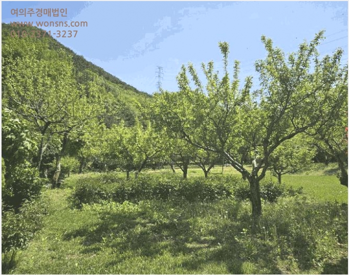 ÅäÁö(ÀÓ¾ß) »çÁø1 | ±âÀ屺 Á¤°üÀ¾ µÎ¸í¸® | 2025Ÿ°æ4998 | ÅäÁö(ÀÓ¾ß)°æ¸Å
