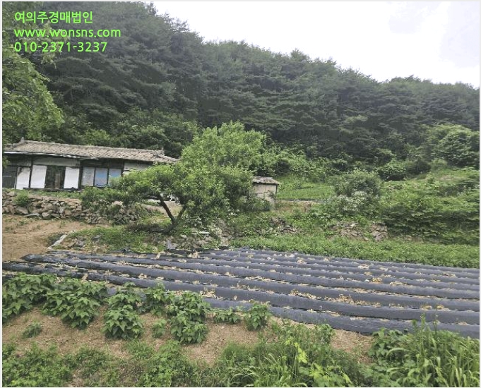 ÅäÁö(Àü) »çÁø1 | ºÀȱº ¹ýÀü¸é ´»ê¸® | 2025Ÿ°æ100391 | ÅäÁö(Àü)°æ¸Å