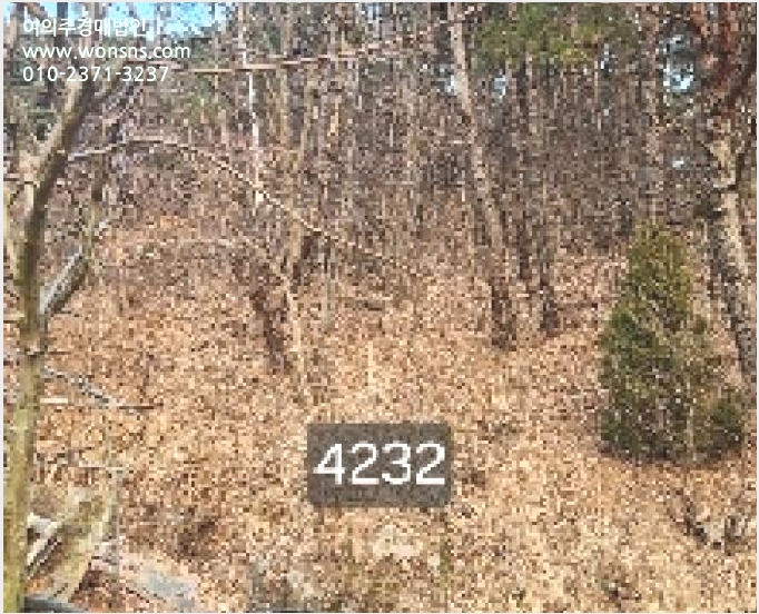 ÅäÁö(ÀÓ¾ß) »çÁø1 | ±âÀ屺 Àå¾ÈÀ¾ ´ö¼±¸® | 2025Ÿ°æ4232 | ÅäÁö(ÀÓ¾ß)°æ¸Å