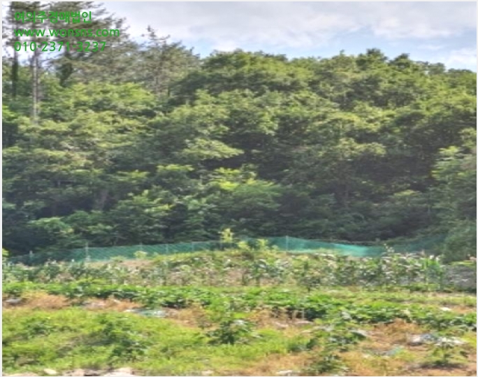 ÅäÁö(´ä) »çÁø1 | ±âÀ屺 Àå¾ÈÀ¾ ¹Ý·æ¸® | 2021Ÿ°æ103803 | ÅäÁö(´ä)°æ¸Å