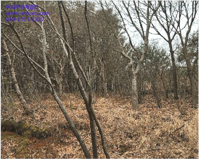 ÅäÁö(ÀÓ¾ß) »çÁø1 | »çõ½Ã °ï¸í¸é »ïÁ¤¸® | 2025Ÿ°æ552 | ÅäÁö(ÀÓ¾ß)°æ¸Å