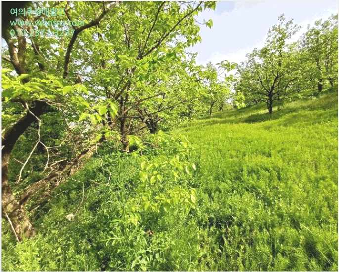 ÅäÁö(Àü) »çÁø1 | ¿¹Ãµ±º ¿¹ÃµÀ¾ ´ë½É¸® | 2025Ÿ°æ5302 | ÅäÁö(Àü)°æ¸Å