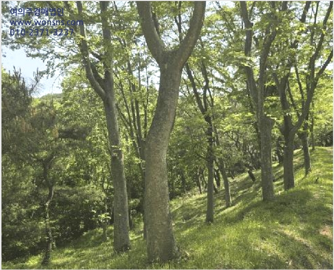 ÅäÁö(ÀÓ¾ß) »çÁø1 | »çõ½Ã °ï¸í¸é »ïÁ¤¸® | 2025Ÿ°æ675 | ÅäÁö(ÀÓ¾ß)°æ¸Å