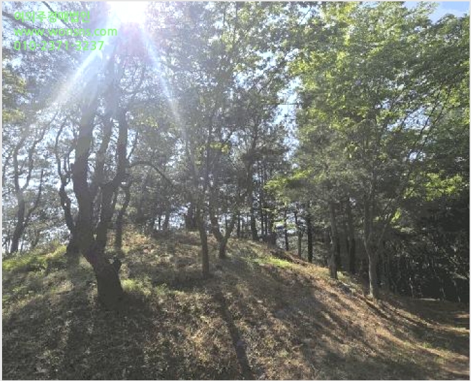 ÅäÁö(ÀÓ¾ß) »çÁø1 | »çõ½Ã °ï¸í¸é »ïÁ¤¸® | 2025Ÿ°æ675 | ÅäÁö(ÀÓ¾ß)°æ¸Å