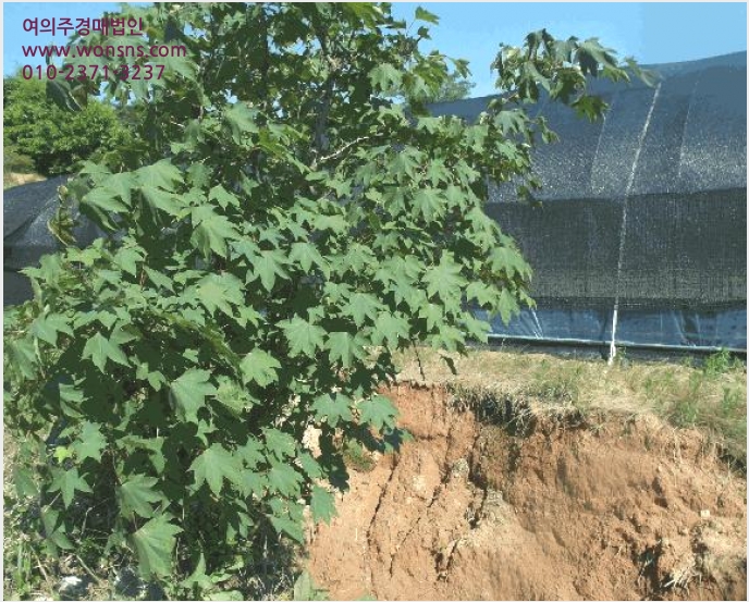 ÅäÁö(Àü) »çÁø1 | ³í»ê½Ã ÀºÁø¸é ½Ã¹¦¸® | 2025Ÿ°æ20377 | ÅäÁö(Àü)°æ¸Å