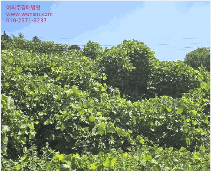 Ãà»ç(³ó°¡½Ã¼³) »çÁø1 | ÀåÈﱺ ȸÁø¸é ´ë¸® | 2025Ÿ°æ5312 | Ãà»ç(³ó°¡½Ã¼³)°æ¸Å