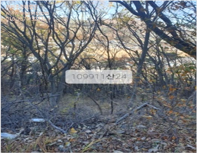 ÅäÁö(ÀÓ¾ß) »çÁø1 | ±âÀ屺 Á¤°üÀ¾ ´Þ»ê¸® | 2023Ÿ°æ109911 | ÅäÁö(ÀÓ¾ß)°æ¸Å