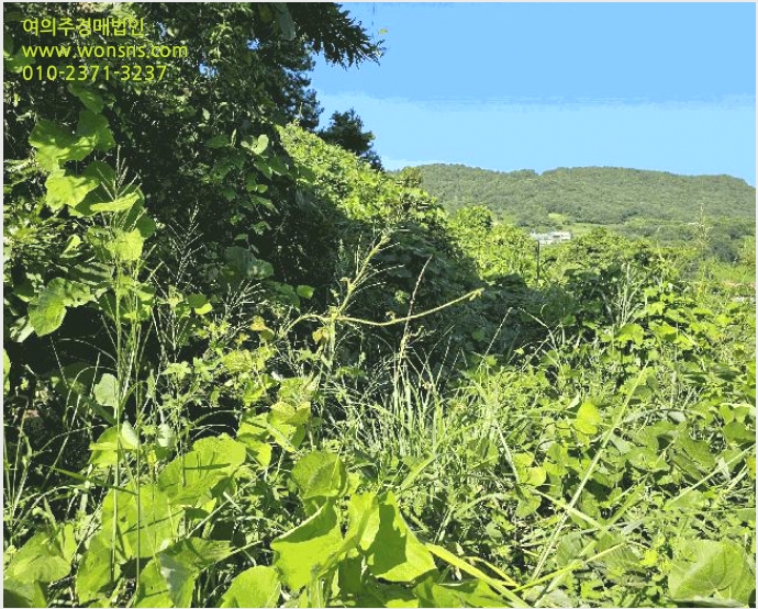 ÅäÁö(ÀÓ¾ß) »çÁø1 | °íÈﱺ µ¿ÀÏ¸é ´öÈ︮ | 2025Ÿ°æ51959 | ÅäÁö(ÀÓ¾ß)°æ¸Å