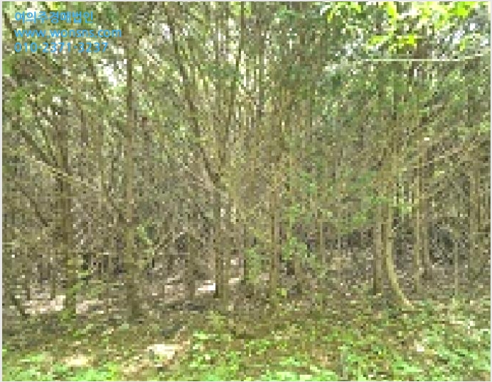 ÅäÁö(´ä) »çÁø1 | Ⱦ¼º±º ¿ìõ¸é µÎ°î¸® | 2025Ÿ°æ20726 | ÅäÁö(´ä)°æ¸Å