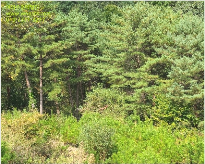 ÅäÁö(Àü) »çÁø1 | Ⱦ¼º±º °¸²¸é °¸²¸® | 2021Ÿ°æ2778 | ÅäÁö(Àü)°æ¸Å