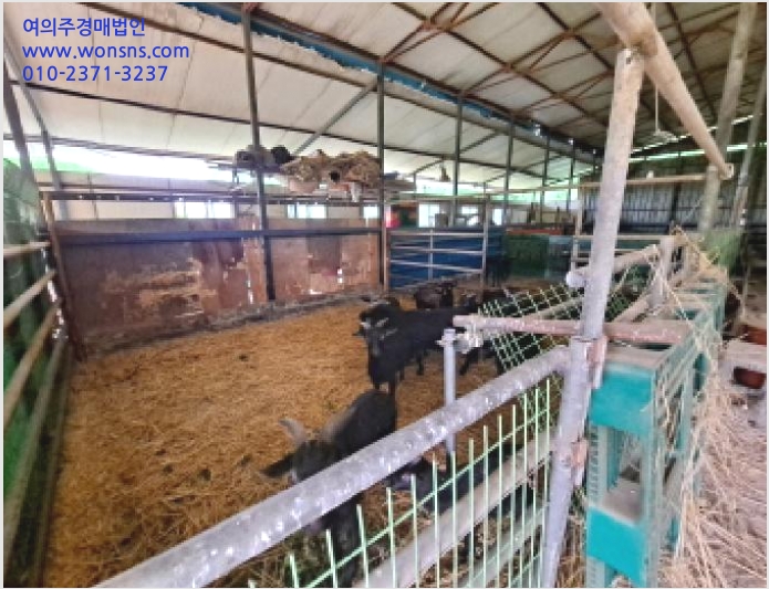 ÅäÁö(ÀÓ¾ß) »çÁø1 | ´çÁø½Ã ¼Û»ê¸é ´ç»ê¸® | 2025Ÿ°æ51329 | ÅäÁö(ÀÓ¾ß)°æ¸Å
