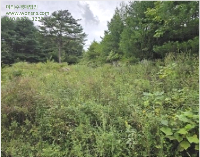 ÅäÁö(ÀÓ¾ß) »çÁø1 | ´Ü¾ç±º Àû¼º¸é »ó¸® | 2025Ÿ°æ5406 | ÅäÁö(ÀÓ¾ß)°æ¸Å