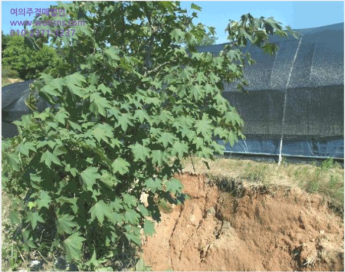 ÅäÁö(´ëÁö) »çÁø1 | ³í»ê½Ã ÀºÁø¸é ½Ã¹¦¸® | 2025Ÿ°æ20377 | ÅäÁö(´ëÁö)°æ¸Å