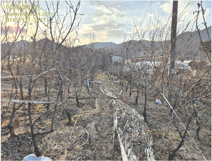 ÅäÁö(Àü) »çÁø1 | ¼ºÁÖ±º ¼±³²¸é ¸íÆ÷¸® | 2025Ÿ°æ32258 | ÅäÁö(Àü)°æ¸Å