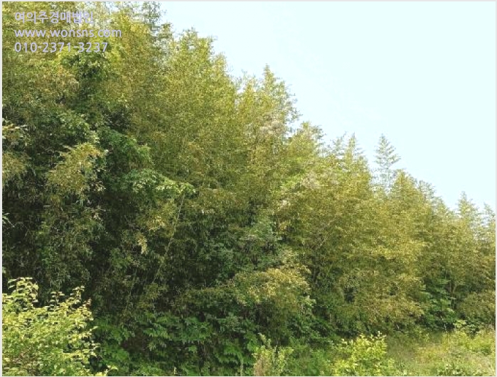 ÅäÁö(ÀÓ¾ß) »çÁø1 | °íÈﱺ Á¡¾Ï¸é ½Å¾È¸® | 2025Ÿ°æ51523 | ÅäÁö(ÀÓ¾ß)°æ¸Å
