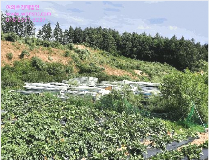 ÅäÁö(ÀÓ¾ß) »çÁø1 | Æòⱺ ´ë°ü·É¸é ¿ë»ê¸® | 2025Ÿ°æ30546 | ÅäÁö(ÀÓ¾ß)°æ¸Å