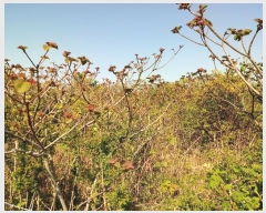  2016Ÿ2835  ֽ  ۴縮 227      (Ӿ)