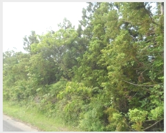  2016Ÿ��6035 ���� ���ֽ� ������ �۴縮 13-1      ����(����)���