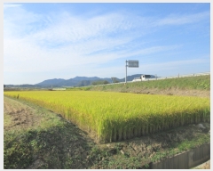  2017Ÿ��5088 ��� ���ֽ� �Ŵϸ� ����� 72-6      ����(��)���