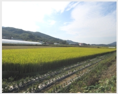  2017Ÿ��5088 ��� ���ֽ� �Ŵϸ� ����� 72-6      ����(��)���