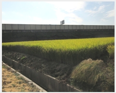  2017Ÿ��5088 ��� ���ֽ� �Ŵϸ� ����� 72-6      ����(��)���