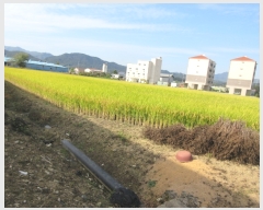  2017Ÿ��5088 ��� ���ֽ� �Ŵϸ� ����� 72-6      ����(��)���