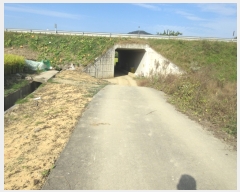  2017Ÿ��5088 ��� ���ֽ� �Ŵϸ� ����� 72-6      ����(��)���