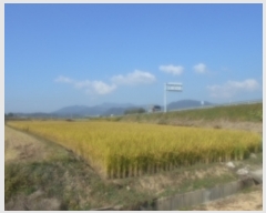  2017Ÿ��5088 ��� ���ֽ� �Ŵϸ� ����� 72-6      ����(��)���