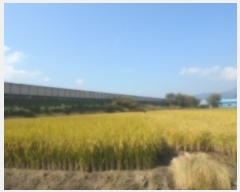  2017Ÿ��5088 ��� ���ֽ� �Ŵϸ� ����� 72-6      ����(��)���