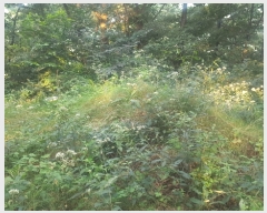  2017Ÿ104361   ൿ 40-5       (Ӿ)